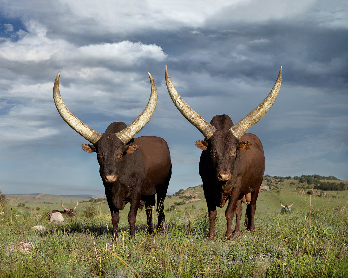 Ankole T-Bone Steak — Exclusively from Studex Beef - 1kg