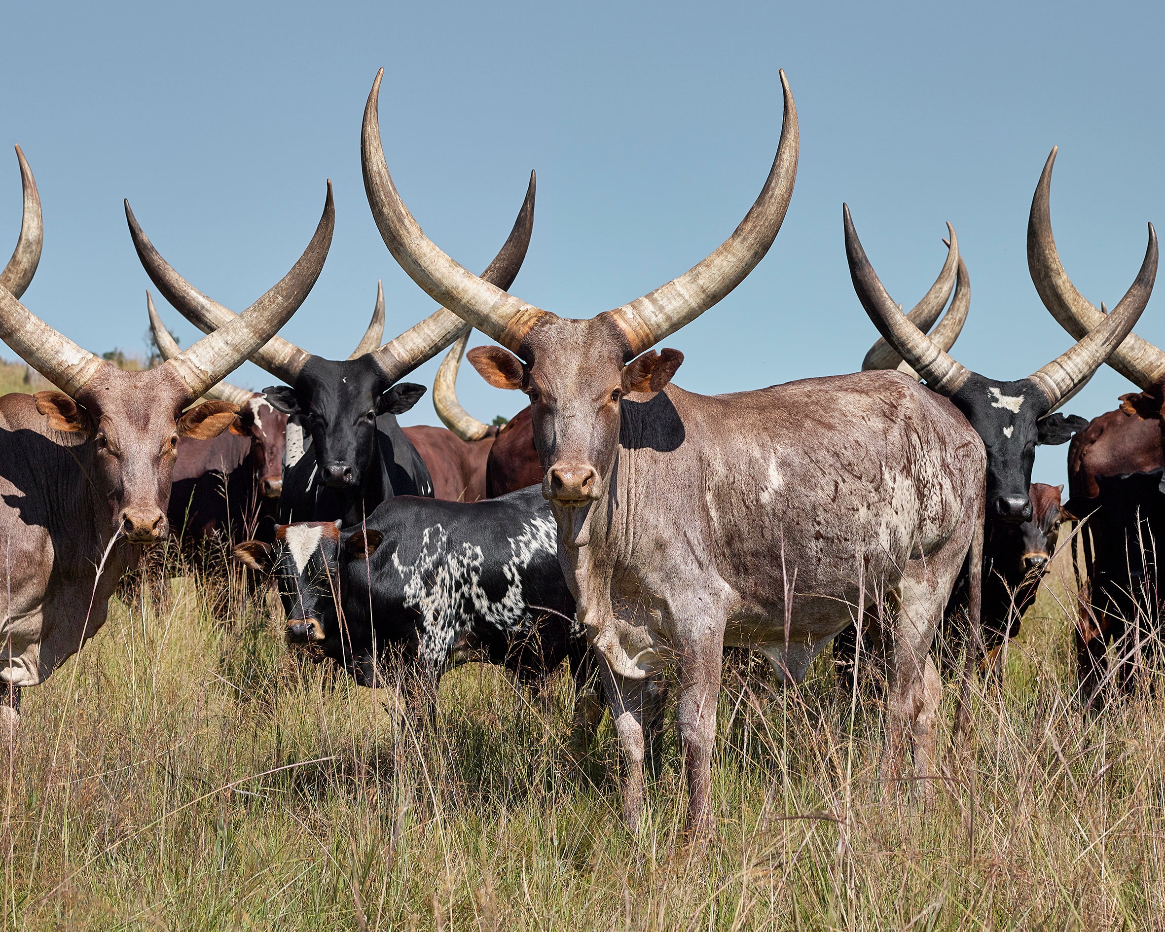Ankole Tri-Tip 1kg: The Butcher's Hidden Gem