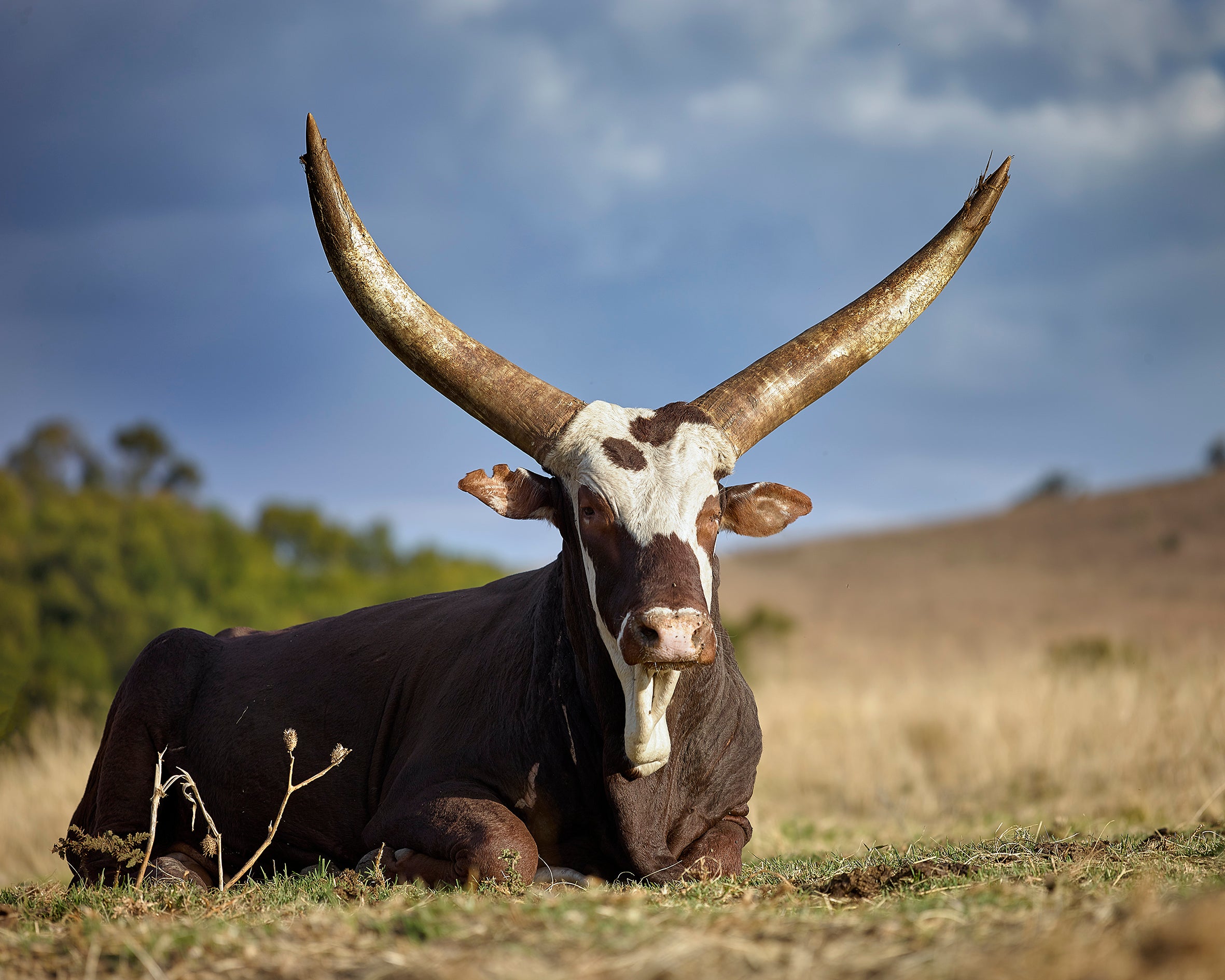 Ankole T-Bone Steak — Exclusively from Studex Beef - 1kg