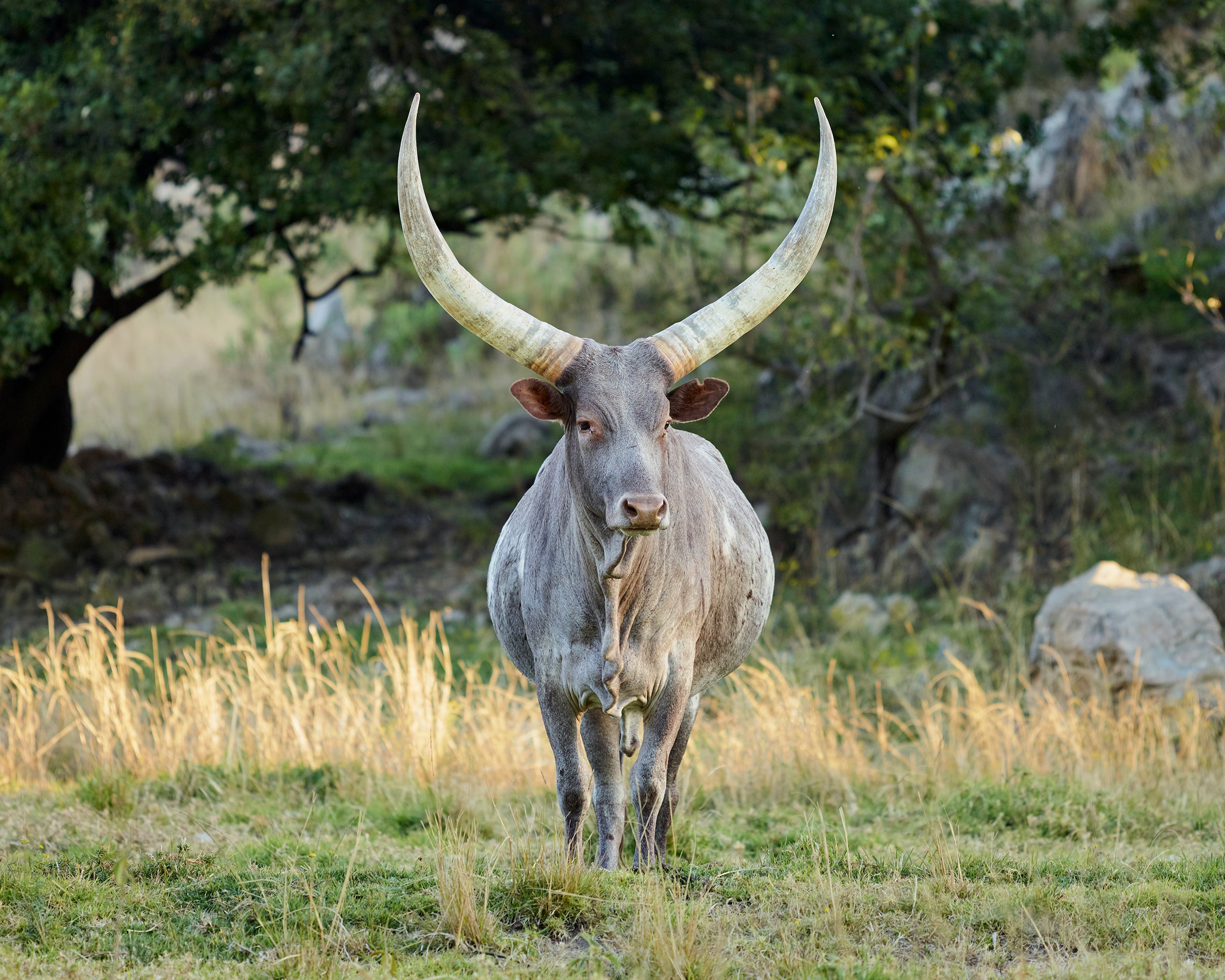 Royal Ankole Burgers 1kg (200g each)