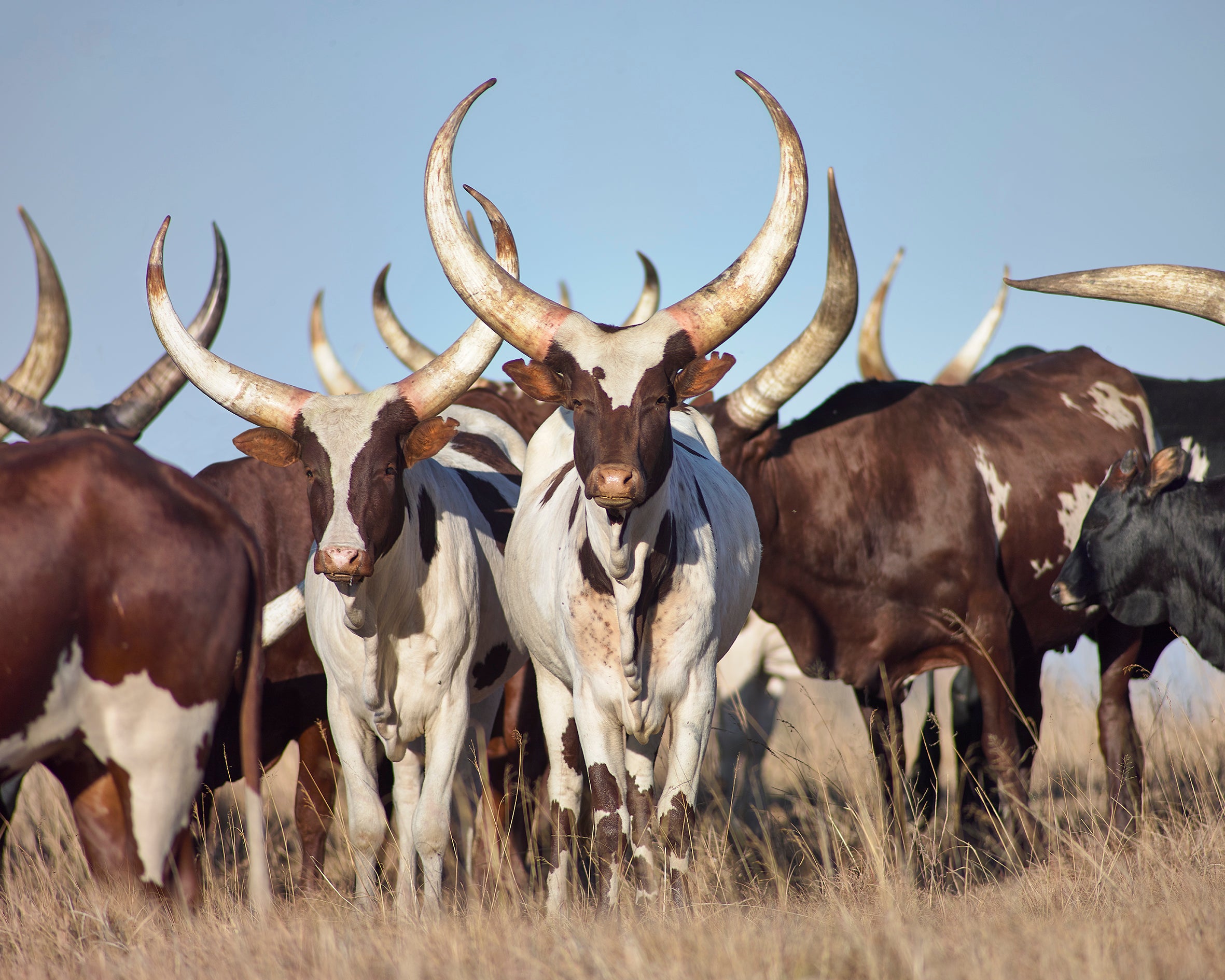 Royal Ankole Burgers 1kg (200g each)
