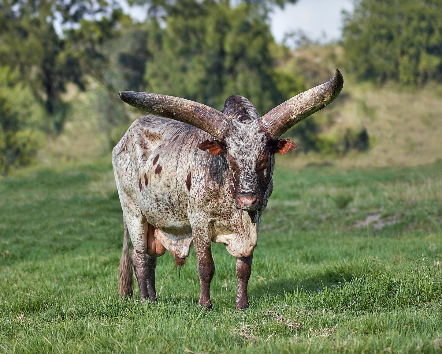 Ankole T-Bone Steak — Exclusively from Studex Beef