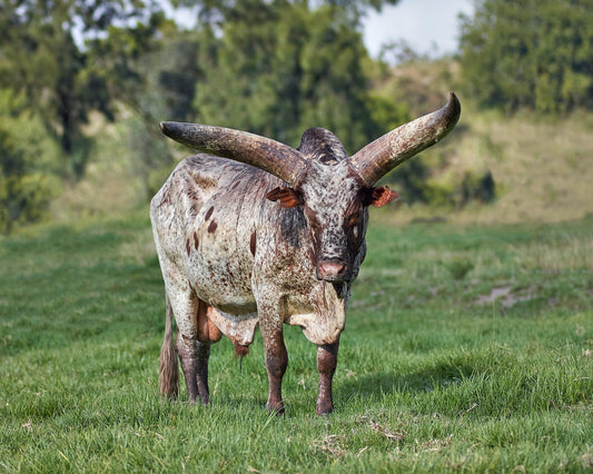 Ankole T-Bone Steak — Exclusively from Studex Beef