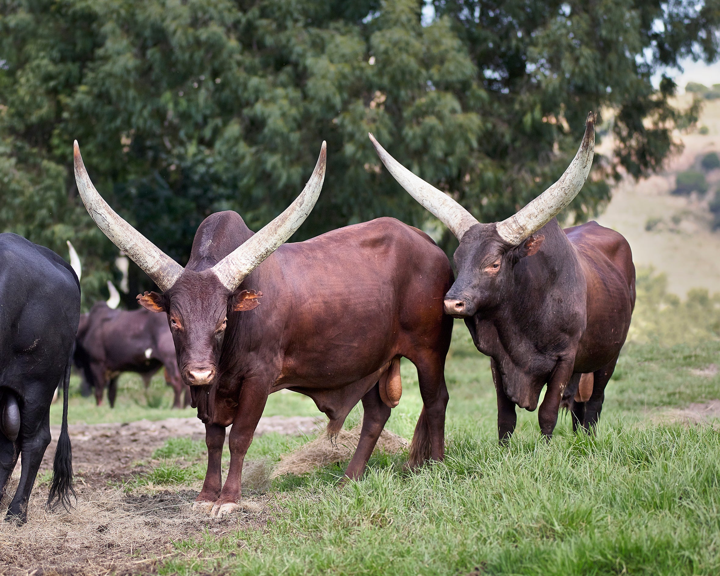 Royal Ankole Burgers 1kg (200g each)