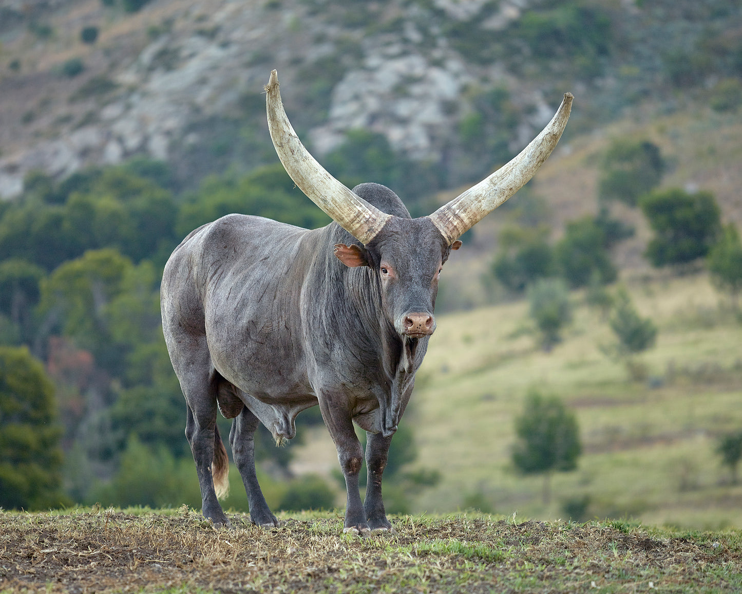 Ankole T-Bone Steak — Exclusively from Studex Beef