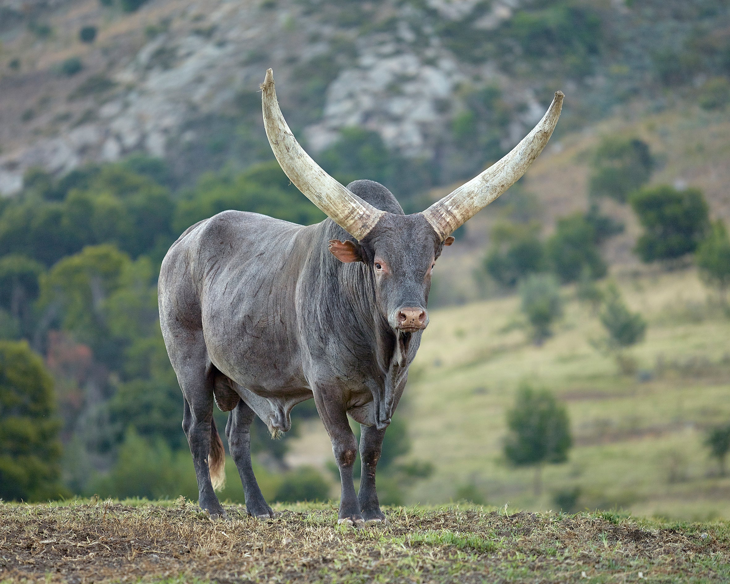 Ankole T-Bone Steak — Exclusively from Studex Beef - 1kg